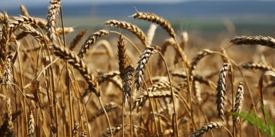 'Rusya, başta Türkiye’ye olmak üzere 3.77 milyon ton tahıl ihraç etti'