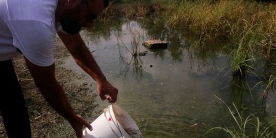 Gazimağusa belediyesi sivrisineklerle mücadele amacıyla Çanakkale göletine balık bıraktı