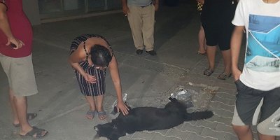 Lucky’e araba çarptı