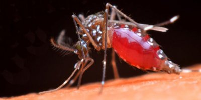 Batı nil virüsüne karşı ara bölgede BM’yle ortak mücadele