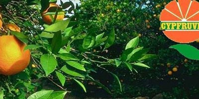 Valensiya ürünleri bedellerinin ödenmesine yarın başlanıyor