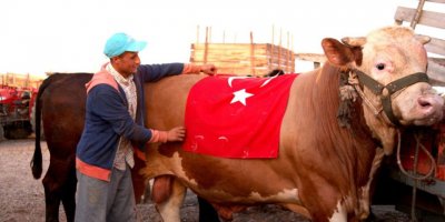 Kurbanlık boğanın adını S-400 koydu