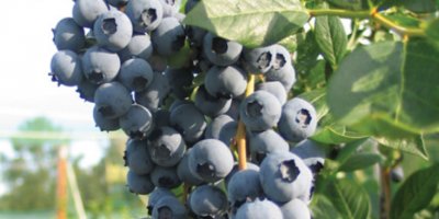 İlk kez 2012'de yaptı... Şimdi dönümünden 80 bin TL kazanıyor