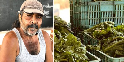 “Kolokas Kıbrıs’ta çok sevilen bir üründü, ama yavaş yavaş unutulmaya başladı”