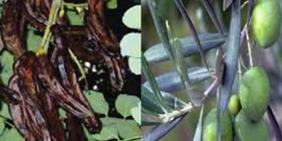 Zeytin ve harnup hasadına başlama tarihleri açıklandı