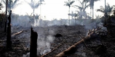 Amazon ormanlarında yangın oranları yüzde 80 arttı