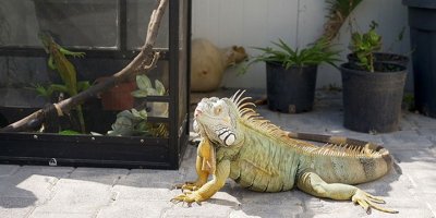 İguanalar hakkında vatandaşlara uyarı