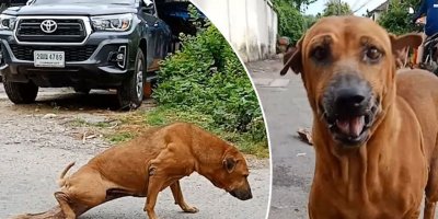 Yiyecek için 'kırık bacak numarası' yapan köpek