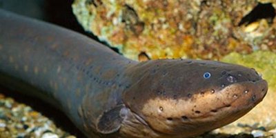 860 voltluk elektrik şokunu bir balık üretti