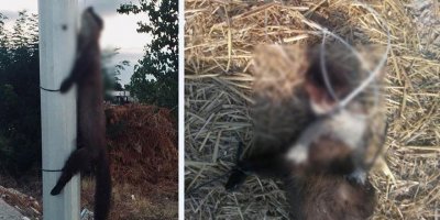 ‘Tam bir canilik’