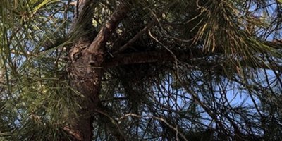 Her daim Dostlar’dan ormanlarda kuş yuvası yerleştirme etkinliği