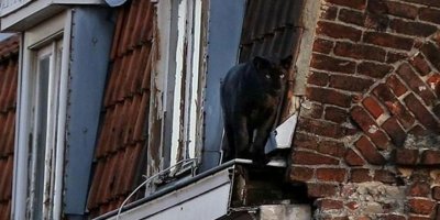 Polis önce şaka zannetti, sonra çatıda dolaşan panteri yakaladı