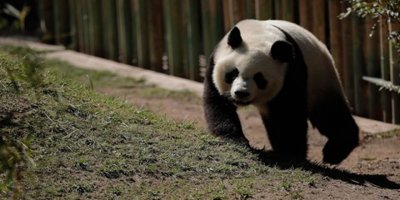 Panda ziyaretine sınırlama