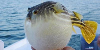 Balon Balıklarına 180 bin TL