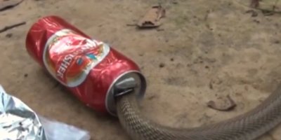 Yılan bira içmeyi denerse...