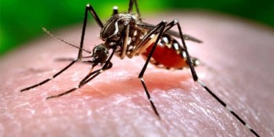 Batı Nil Virüsü'nden bir ölüm daha!