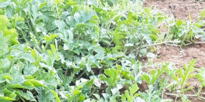 Organik tarım yasası’na uymayanlara 5 yıla kadar hapis cezası