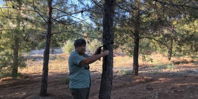 Salamis ormanlarına kuş yuvası yerleştirme hafta sonu devam edecek