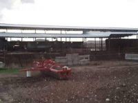 Başıboş köpekler inekleri telef etti