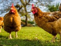 Marketten tavuk çalan adama kesilen cezaya halktan tepki