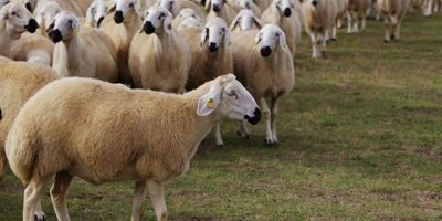 Küçükbaş hayvan üreticilerine “0” faizle “yemlik kredisi”