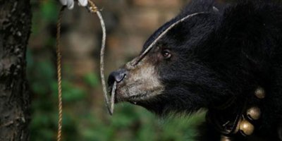 Ayıları neden öldürdüğü ortaya çıktı