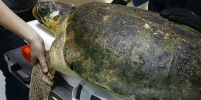 Ağır Yaralanarak Tedavi Edilen “Astrid” İsimli Caretta Caretta Yakın Doğu Üniversitesi Hayvan Hastanesi İle Taşkent Doğa Parkı’nın Ortak Çalışması Sonucunda 4 Yıl Aradan Sonra Özgürlüğüne Kavuşuyor…