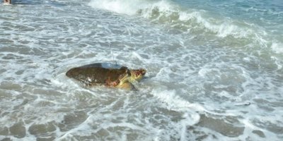 “Astrid” sağlığına kavuştu ve  yeniden denize bırakıldı…