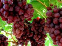 Güney'de piyasaya limit üstü zirai ilaç içeren şarap sürüldü