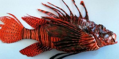 Ayağına düşen 'aslan balığı' öldürüyordu