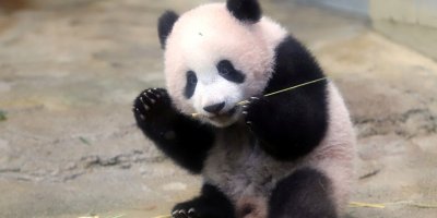 Köpekleri pandaya benzettiler: Hayvan hakları savunucuları tepkili