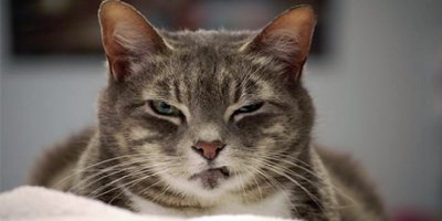 Polisin yüzüne kedi fırlatmaktan dava açıldı