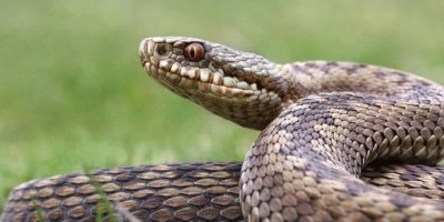 Yılan yetiştiren kadın, boynuna dolanan pitonla ölü bulundu