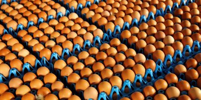 Hindistan'da iddia üzerine 41 yumurta yiyen kişi öldü