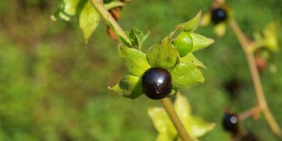 Güzelavrat otu nedir?