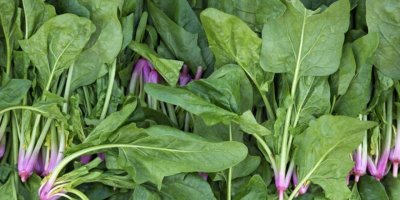 Ispanak zehirlenmesi İstanbul’dan Tekirdağ’a sıçradı