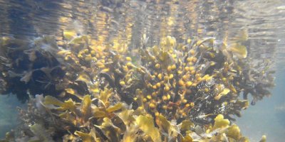 Çin devayı deniz yosununda buldu