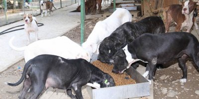 Geri sayım başladı