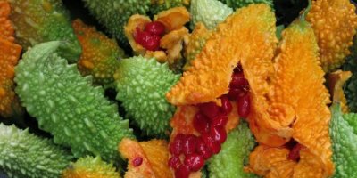 Kudret narının faydaları nelerdir?