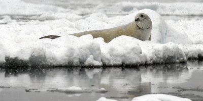 'Buzulların erimesi ölümcül virüsün yayılmasını tetikliyor'