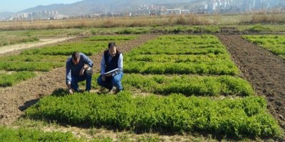 KKTC'de ot ve tohum verimi yüksek iki fiğ  çeşidi tescil edildi