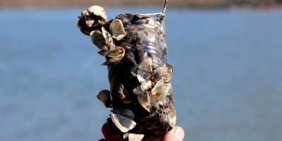 Van Gölü için ‘zebra midye’ tehlikesi: 800 bin yıldır görülmedi