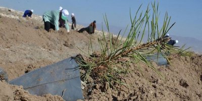 1 saat içinde en çok ağaç dikme rekoru Türkiye'nin (Guinness onayladı)