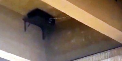 Teröristlerin köprüye tuzakladığı EYP imha edildi