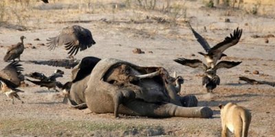 Zimbabve'de 2 ayda 200'den fazla fil öldü