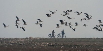 Hindistan'da 2000'den fazla kuş ölü bulundu