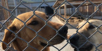 Hayvanını terk edene 10 bin TL ceza, kötü mualemeye 2 yıl hapis