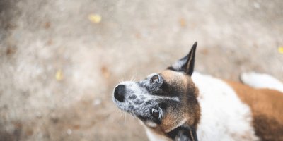 Hayvan hakları için rapor hazır, sıra Meclis'te (Sokağa atana 10 bin TL ceza, kötü mualemeye 2 yıl hapis)
