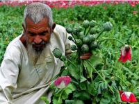 Afganistan’da 2017'de haşhaş ekimi yüzde 63 artarak 328 bin hektara ulaştı... Ülkenin yıllık afyon üretimi 9 bin ton oldu