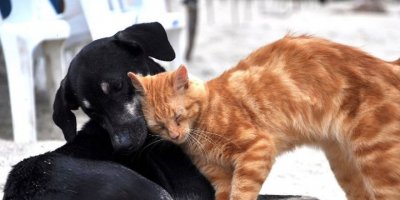 Hayvana şiddete 2019'da 3 milyon TL ceza